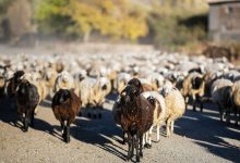 Фото - Под Ростовом Lada Largus врезался в стадо баранов, погибли 14 животных