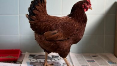 Фото - «Ъ»: производители мяса хотят ограничить россиян в содержании домашних птиц