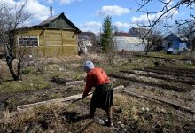 Фото - Россиянам объяснили, как спасти дачные посадки от заморозков