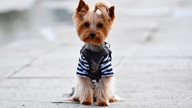 Фото - Британка не смогла забеременеть после ЭКО и завела двух терьеров