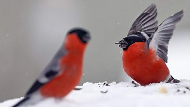 Фото - Эколог объяснил нашествие пьяных снегирей под Москвой