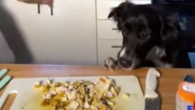 Фото - Собака съела еду, предназначенную для обучающего видеоролика