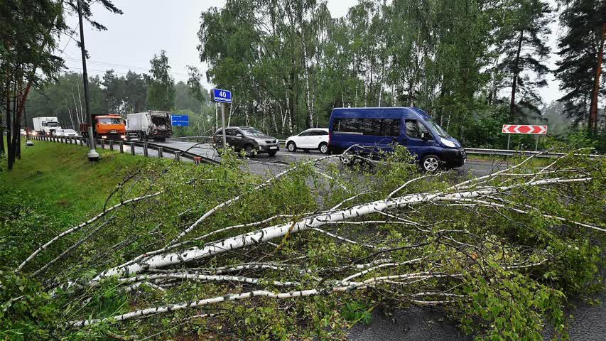 Фото - В Москве начнут предсказывать падение деревьев