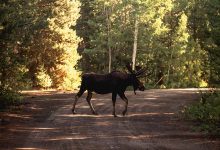 Фото - В Ленобласти шестилетняя девочка пострадала в ДТП с лосем