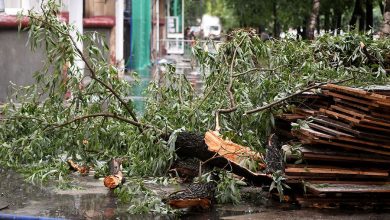 Фото - В Москве появились «деревья-киборги»