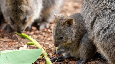 Фото - WWF: популяция диких животных сократилась на 70% за последние 50 лет