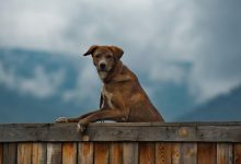Фото - Cуд признал право на компенсацию дачникам за шум от соседских собак