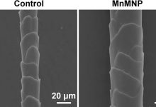 Фото - ACS Nano Letters: искусственный интеллект помог ученым вылечить облысение у мышей