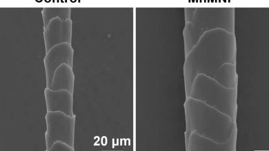 Фото - ACS Nano Letters: искусственный интеллект помог ученым вылечить облысение у мышей