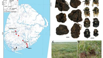 Фото - Российские ученые нашли необычные места гнездования арктических шмелей