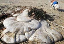 Фото - Странный «инопланетный» организм, выброшенный на берег, может быть желудком кита
