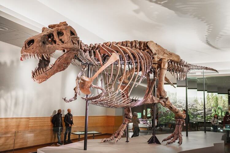 Тираннозавр Рекс был на 70% больше, чем предполагалось раньше
