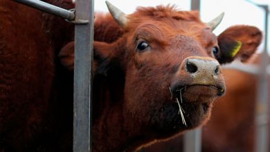 Фото - Ученые выяснили, что после корма с коноплей коровы зависают в одной позе