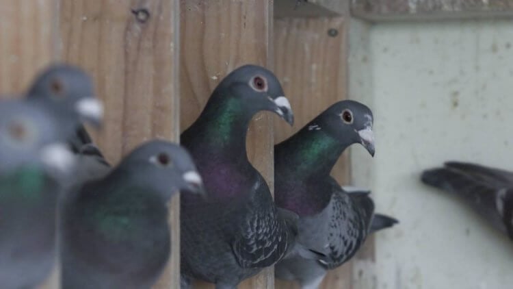 В Англии обнаружили новый вирус, превращающий голубей в «зомби»