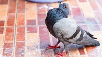 Фото - В Англии обнаружили новый вирус, превращающий голубей в «зомби»