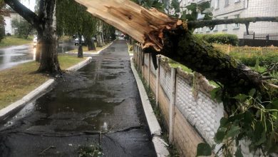 Фото - В Москве из-за сильного ветра деревья повредили более 60 автомобилей