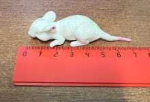 Фото - В Ростове врачи извлекли из желудка ребенка резиновую мышь