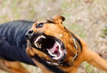 Фото - В Саратове бродячая собака укусила 13-летнюю девочку