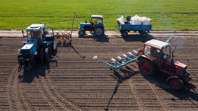 Фото - Замминистра агрополитики Украины Высоцкий: площадь посевов зерновых сократилась на 40%