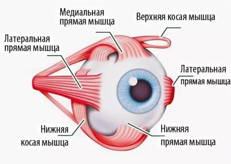 Что такое косоглазие и можно ли им заболеть?