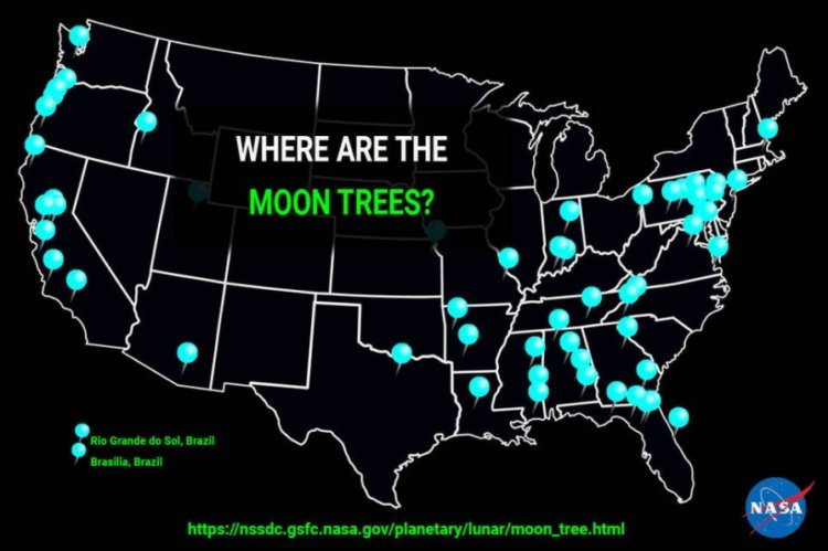 Что такое «лунные деревья» и где они растут?