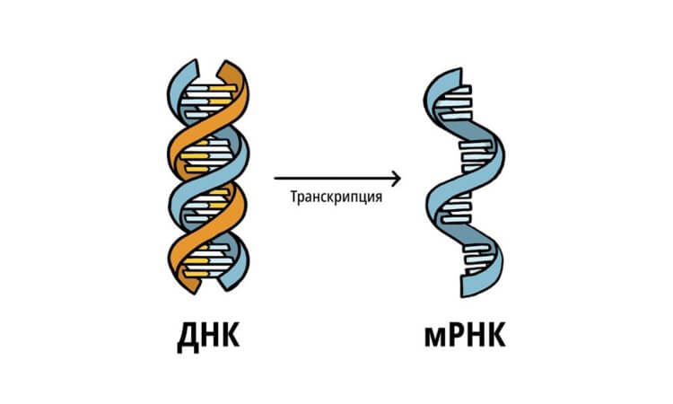 Лечение рака мРНК вакцинами поможет при агрессивных формах онкологии