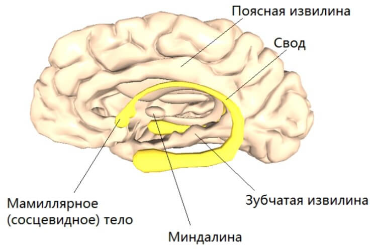 Операция на мозге может заставить человека меньше спать и больше работать