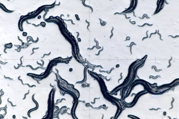 Такого вы точно не ожидали: Черви нематоды делятся «воспоминаниями» обмениваясь РНК
