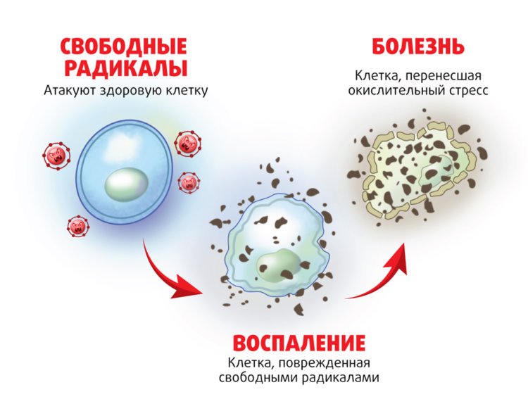 Чем черный чай оказался полезнее зеленого