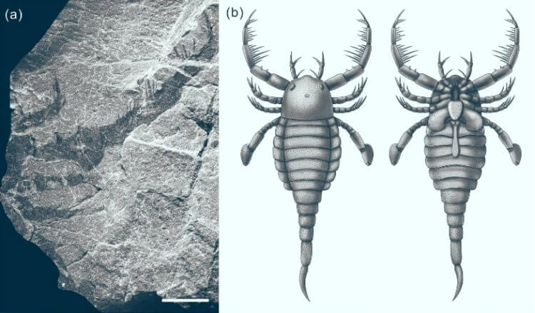 В Китае нашли окаменелости гигантского морского скорпиона