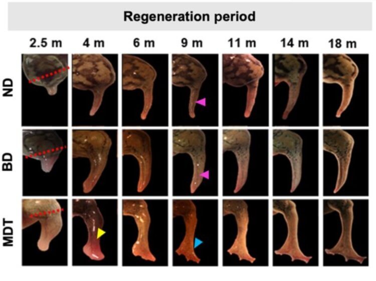 Ученые помогли лягушкам отрастить заново ампутированные конечности