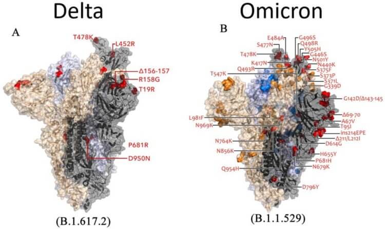 Что происходит: 13 ключевых мутаций Омикрона